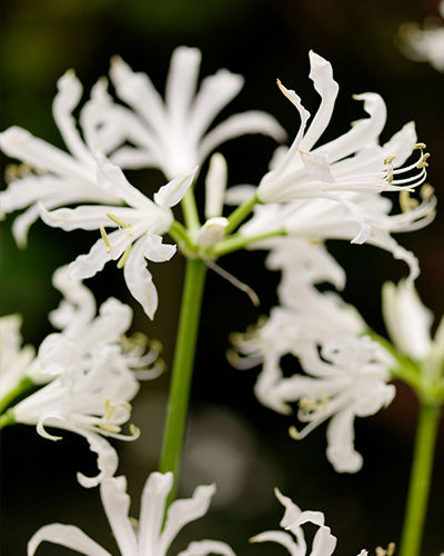 NERINE BOWDENII ALBA 25 kusov